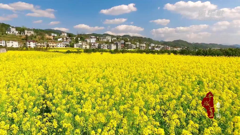 千城百县看中国｜湖北建始：油菜花开春色美